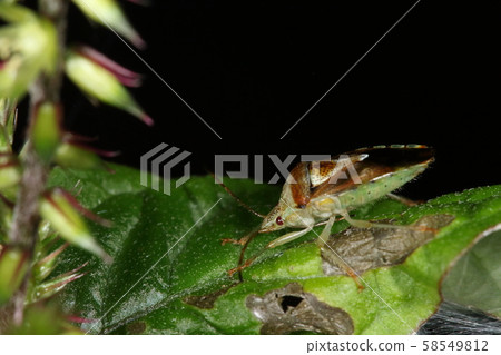 Creatures of insects, Himetsuno-Kamemushi, and the bright green belly. The four black dots are air gates 58549812