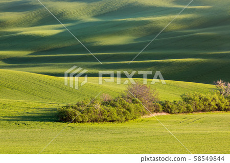 sunset lines and waves with trees in the spring 58549844