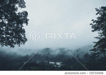 In the mist and rain forest, darkness In the mist and rain forest, darkness 58550886