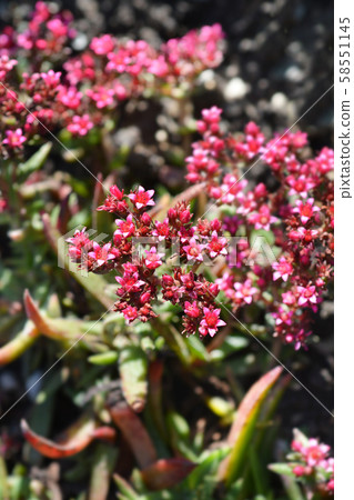 Red-flowering crassula Red-flowering crassula 58551145