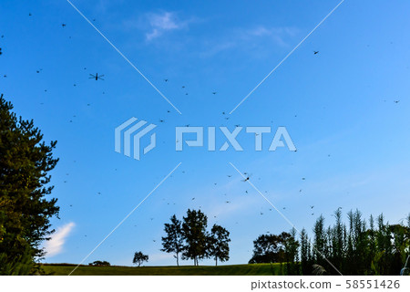Blue sky and dragonfly Blue sky and dragonfly 58551426