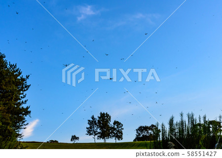 Blue sky and dragonfly 58551427