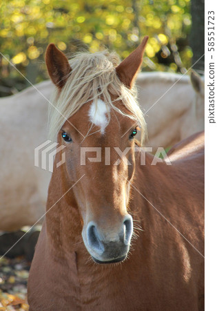 Portrait of a young horse. Portrait of a young horse. 58551723