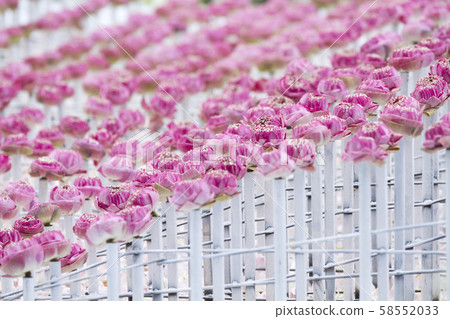Pink lotus flowers arrangement 58552033