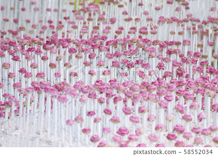Pink lotus flowers arrangement 58552034