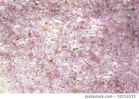 Pink orchid flowers background Pink orchid flowers background 58552035