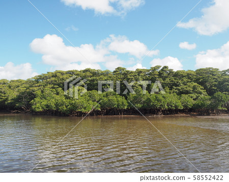 Nriagawa河的紅樹林在西表島 58552422