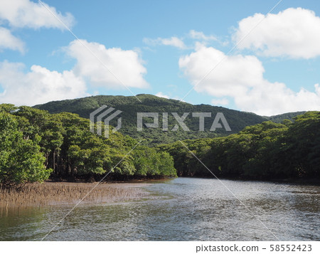 Nriagawa河的紅樹林在西表島 58552423