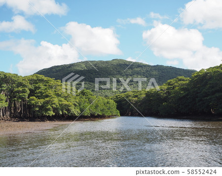 Nriagawa河的紅樹林在西表島 58552424