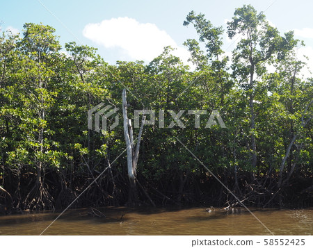 Nriagawa河的紅樹林在西表島 Nriagawa河的紅樹林在西表島 58552425