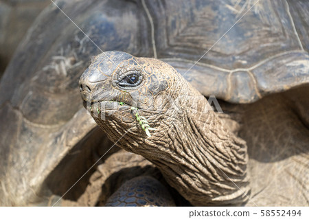 Seychelles giant turtle close up 58552494