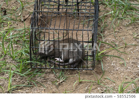 Mouse in a trap cage 58552506