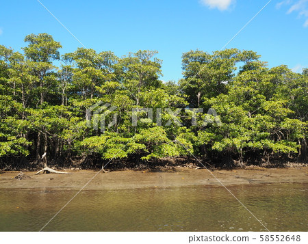 Mangrove forest on the Iriomote Island 58552648