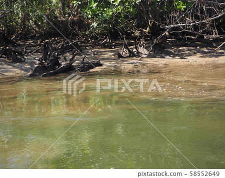 西表島的紅樹林 58552649