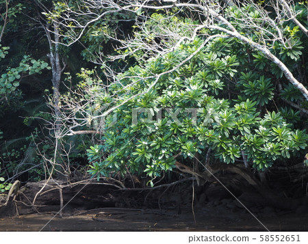 西表島的紅樹林（紅色果實） 58552651