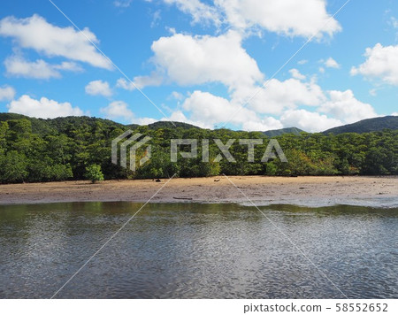 西表島的紅樹林 58552652