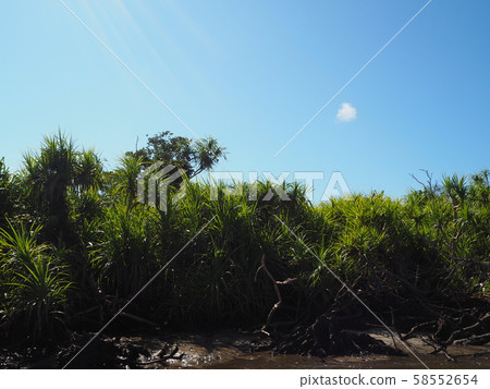 Mangrove forest on the Iriomote Island 58552654