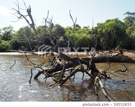 Mangrove forest (dead tree) along the Iriomote Island 58552655