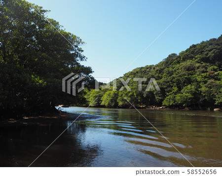 Mangrove forest on the Iriomote Island 58552656