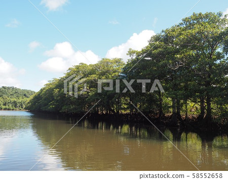 西表島的紅樹林 58552658