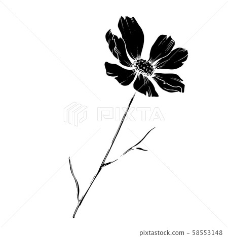 Vector Cosmos floral botanical flowers. Black and white engraved ink art. Isolated cosmea Vector Cosmos floral botanical flowers. Black and white engraved ink art. Isolated cosmea 58553148