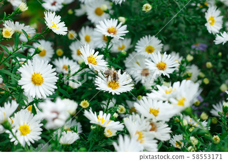 Bee collecting pollen on a small white daisy Bee collecting pollen on a small white daisy 58553171
