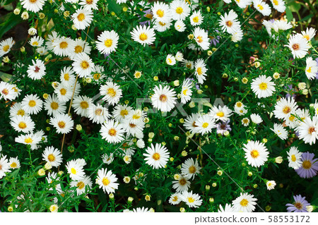 A lot of little white daisies as a background 58553172