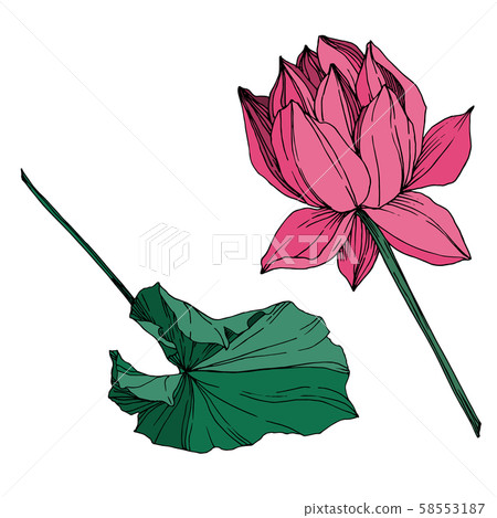 Vector Lotus floral botanical flower. Black and white engraved ink art. Isolated lotus illustration 58553187