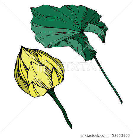 Vector Lotus floral botanical flower. Black and white engraved ink art. Isolated lotus illustration Vector Lotus floral botanical flower. Black and white engraved ink art. Isolated lotus illustration 58553193