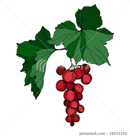 Vector Grape berry healthy food. Black and white engraved ink art. Isolated grape illustration Vector Grape berry healthy food. Black and white engraved ink art. Isolated grape illustration 58553250