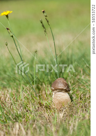 Mushroom umbrella  standing in the grass. 58553722