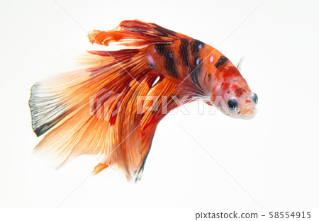 Fancy nemo betta or Siamese fighting fish. 58554915