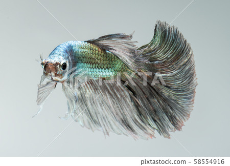 Silver golden copper color betta fish. Silver golden copper color betta fish. 58554916