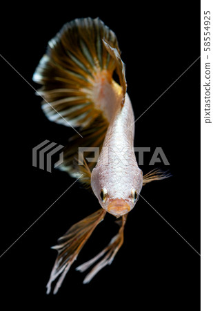Silver dragon betta Siamese fighting fish. 58554925