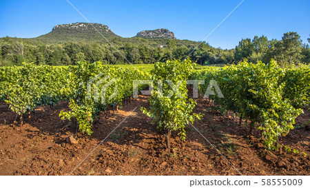 Vineyard in Cevennes Languedoc Roussillon area Vineyard in Cevennes Languedoc Roussillon area 58555009