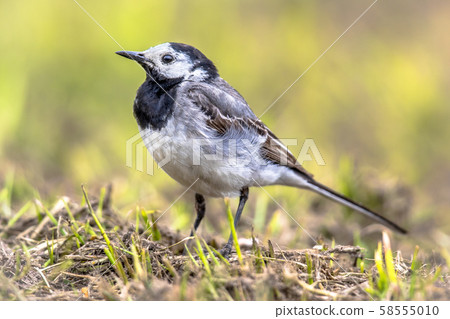 White wagtail in grass field White wagtail in grass field 58555010