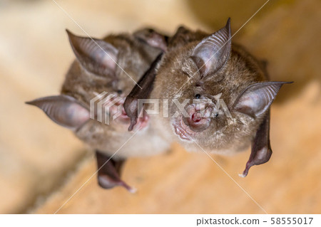 Two Greater horseshoe bat Two Greater horseshoe bat 58555017
