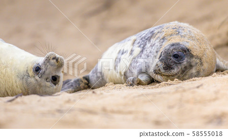 two playful juvenile Common seal on beach 58555018