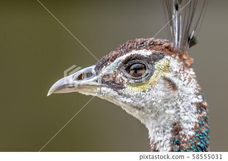 Head of female Peacock Head of female Peacock 58555031