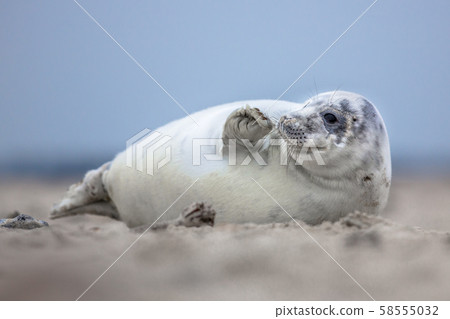 Lovely baby harbor seal Lovely baby harbor seal 58555032
