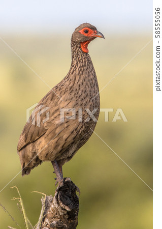 Swainsons Spurfowl on branch 58555056