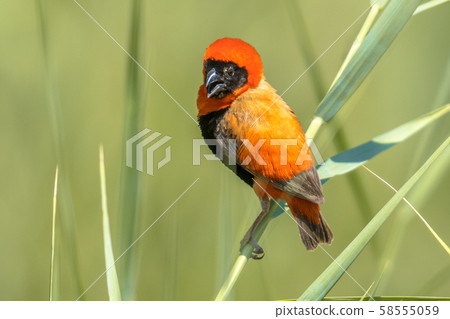 Southern Red Bishop in reed 58555059