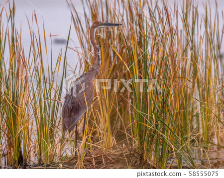Goliath heron in reed habitat 58555075