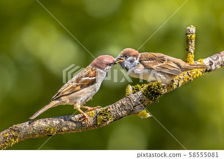Eurasian tree sparrow with young 58555081