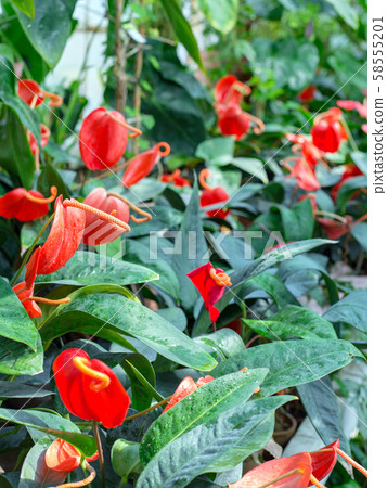 Field of a red peace lily after rain, Spathiphyllum Mauna loa Field of a red peace lily after rain, Spathiphyllum Mauna loa 58555201