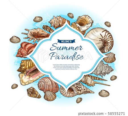 Seashells, sea shells and conches. Summer paradise Seashells, sea shells and conches. Summer paradise 58555271