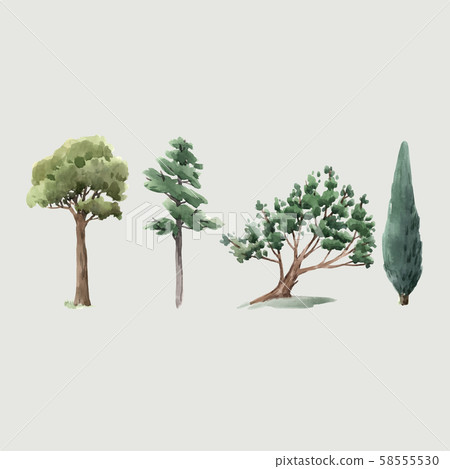Watercolor vector tree forest oak fir birch, thuja linden baobab pine isolated illustrations 58555530
