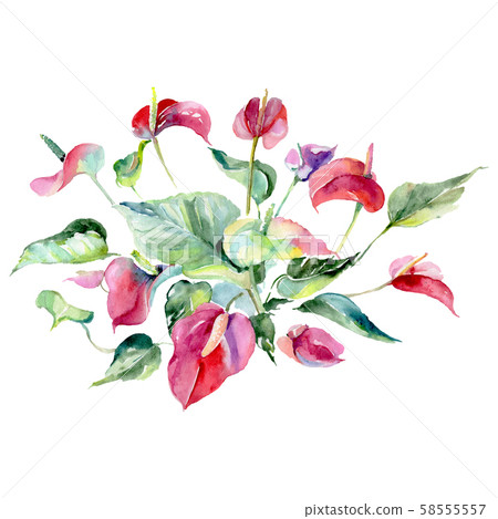 Spathiphyllum bouquet floral botanical flowers. Watercolor background set. Isolated bouquets 58555557