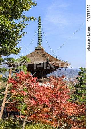 Kyoto, Jojoko-ji Temple, Autumn, Autumn leaves, Taobao 58555582