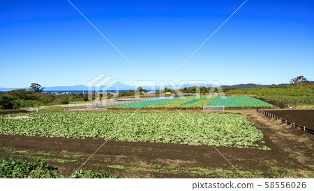 田野（秋天） 58556026